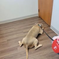 Obetz Animal Hospital ico