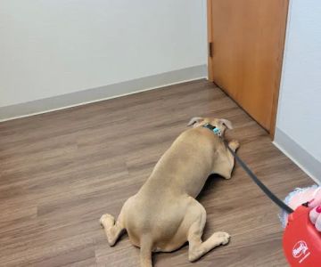Obetz Animal Hospital