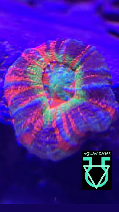 Aquavida365 2