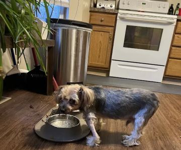 Stringtown Animal Hospital