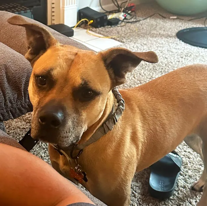 Stringtown Animal Hospital 12