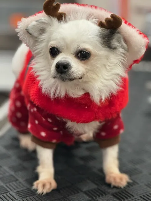 Stringtown Animal Hospital 12