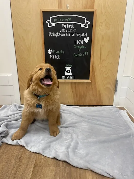 Stringtown Animal Hospital 12