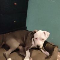 Petco ico