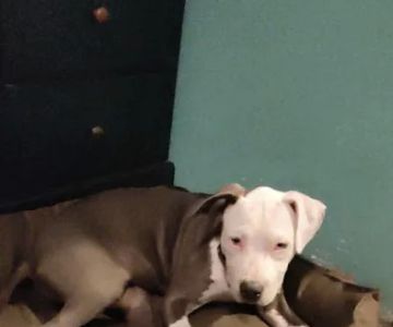 Petco