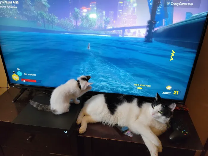 Petco 5