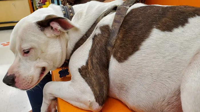 Banfield Pet Hospital 12