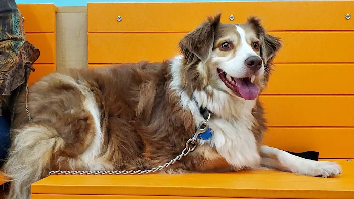 Banfield Pet Hospital 12