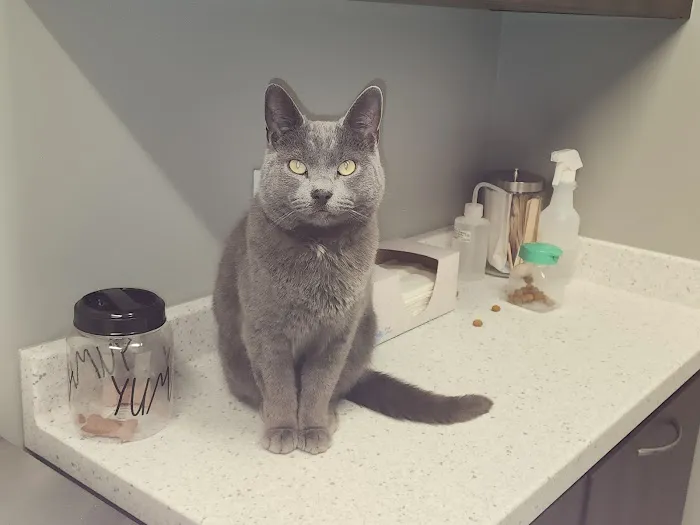 All Critters Veterinary Hospital 6