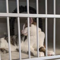 Animal Medical Center of Gahanna ico