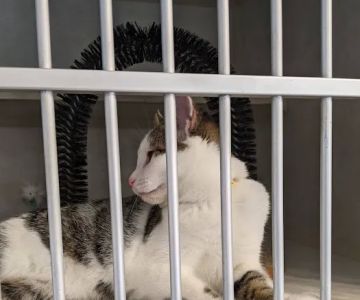Animal Medical Center of Gahanna