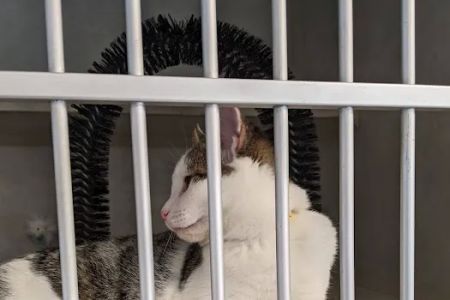Animal Medical Center of Gahanna