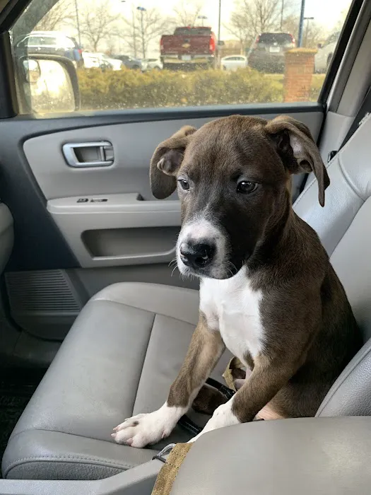 Animal Medical Center of Gahanna 12