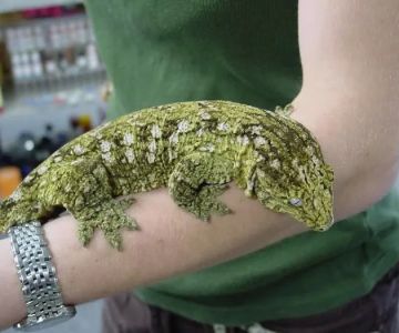 Reptile Super Show | LA Pet Fair
