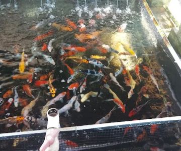 Fish City Koi & Tropical Fish