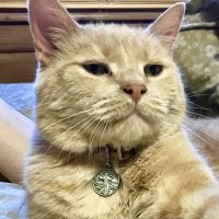 Maplebrook Pet Care Center ico