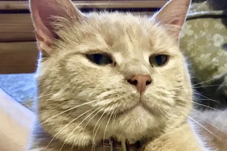 Maplebrook Pet Care Center