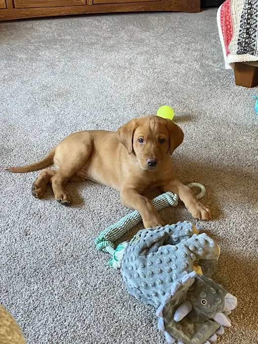 Maplebrook Pet Care Center 12
