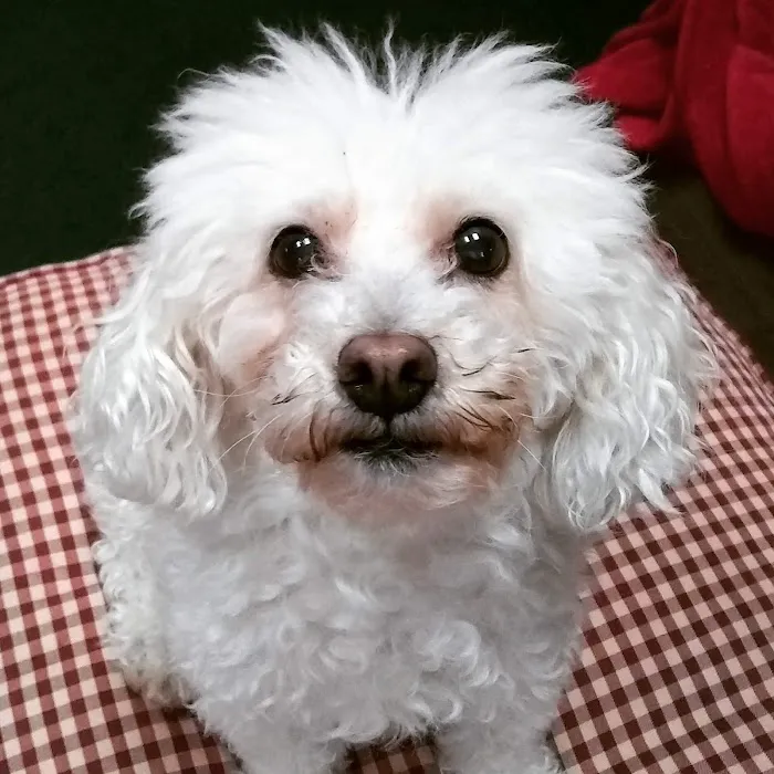 Maplebrook Pet Care Center 12