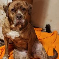 Life Care Animal Hospital ico