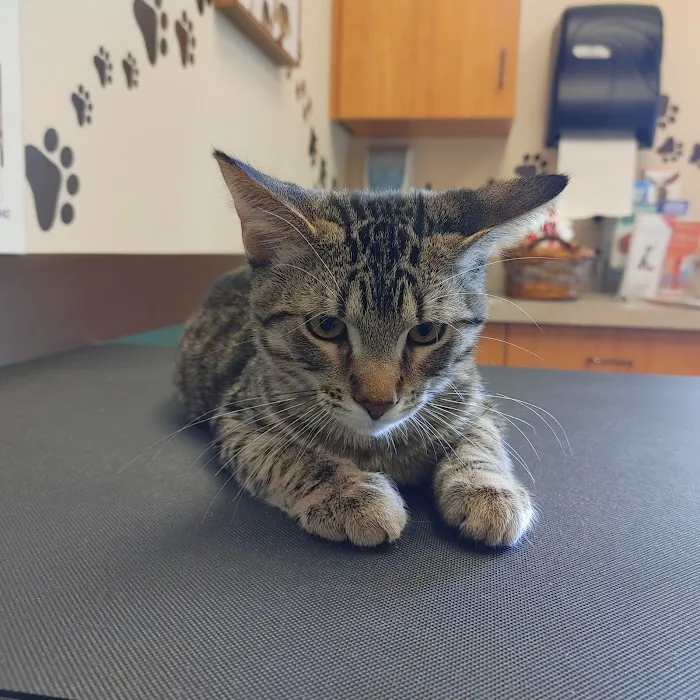 Life Care Animal Hospital 12