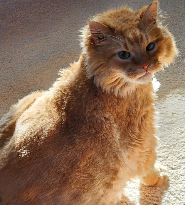 Life Care Animal Hospital 12