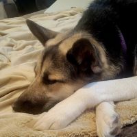 White Bear Animal Hospital ico