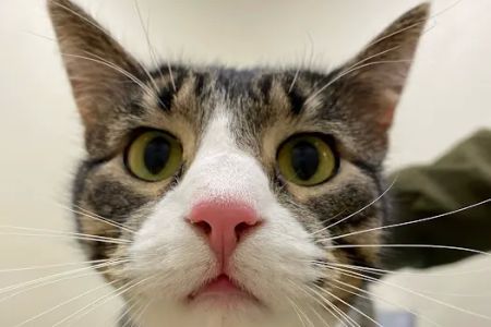 Hometown Veterinary Partners Silver Lake