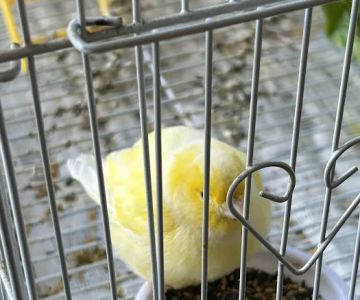 Feathered Friends & Critters