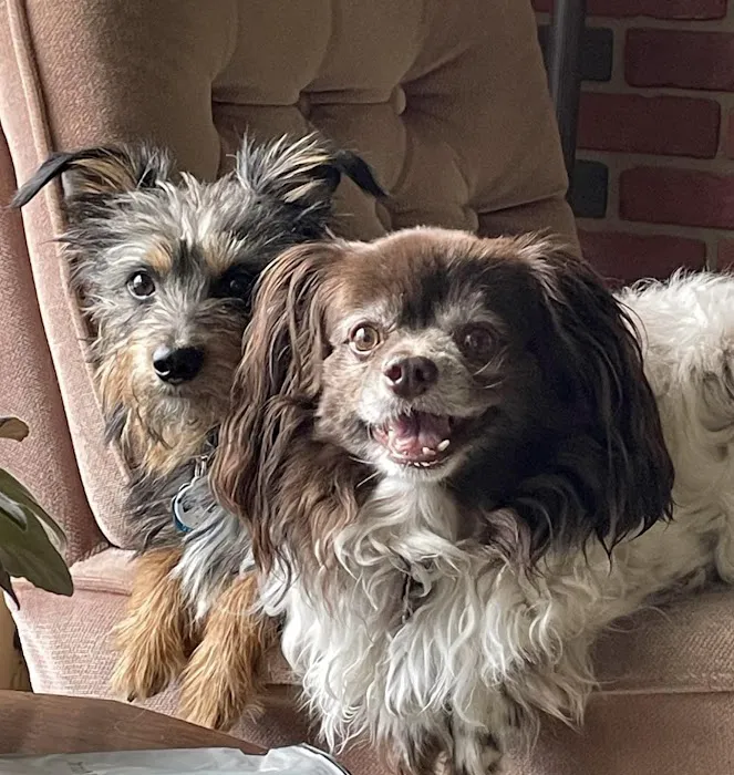 Century Animal Clinic 12