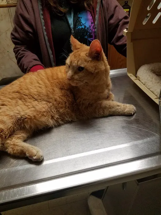 Century Animal Clinic 12