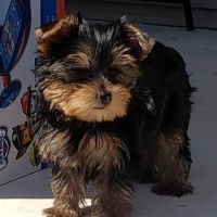 Century Animal Clinic ico