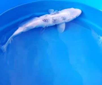 Demi Koi