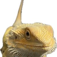 Avian & Exotic | AEVHS New Brighton Satellite Clinic ico