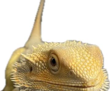 Avian & Exotic | AEVHS New Brighton Satellite Clinic