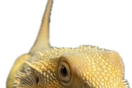 Avian & Exotic | AEVHS New Brighton Satellite Clinic