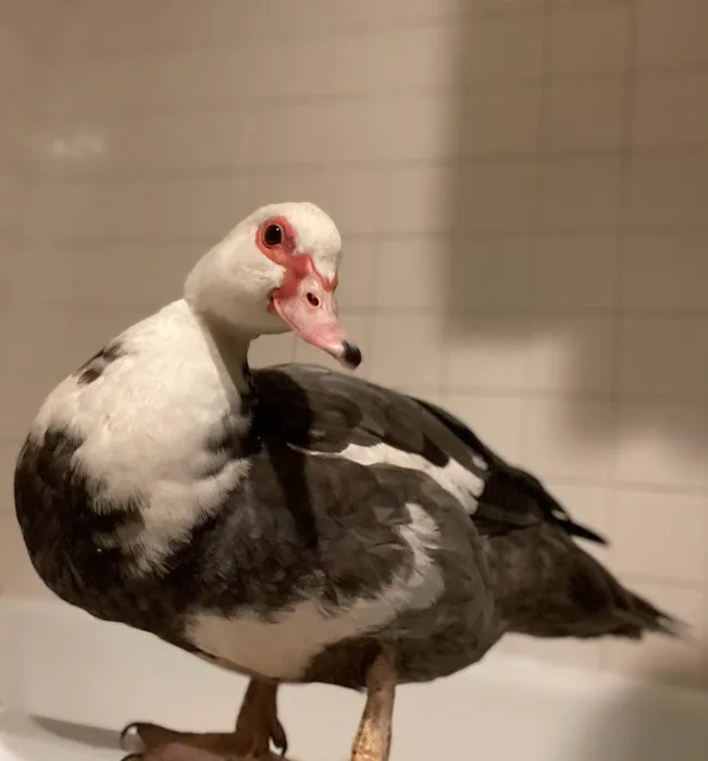 Avian & Exotic | AEVHS New Brighton Satellite Clinic 12