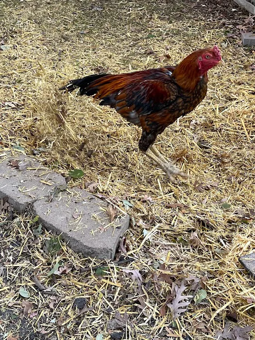 Avian & Exotic | AEVHS New Brighton Satellite Clinic 12