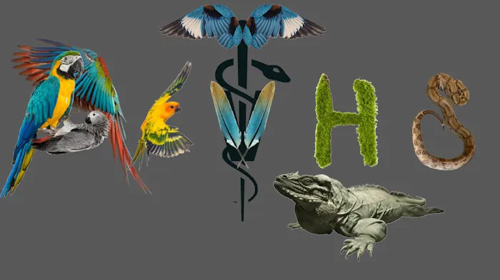 Avian & Exotic | AEVHS New Brighton Satellite Clinic 12