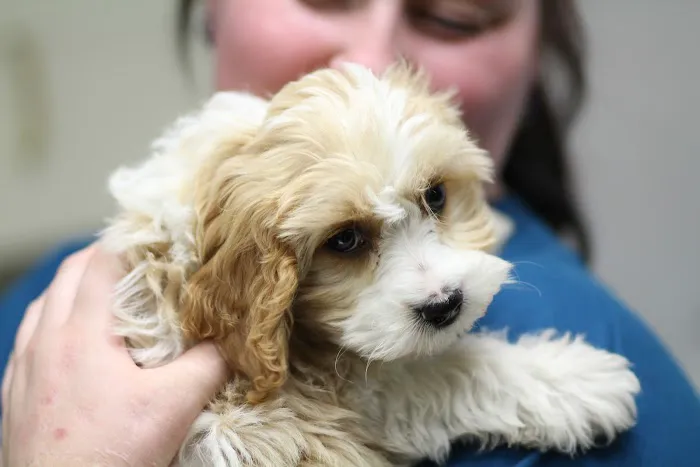 Brighton Veterinary Hospital 12
