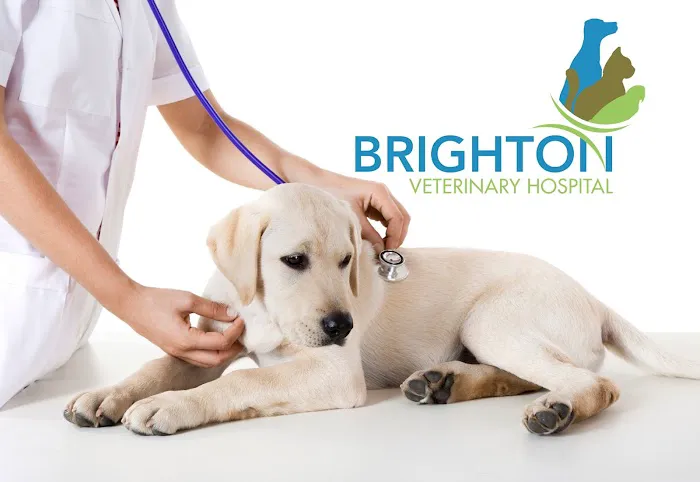 Brighton Veterinary Hospital 12
