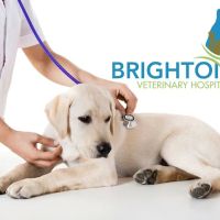 Brighton Veterinary Hospital ico