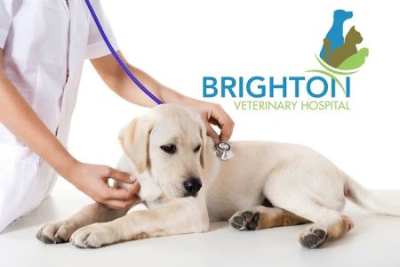 Brighton Veterinary Hospital