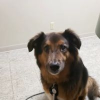 Birch Lake Animal Hospital ico