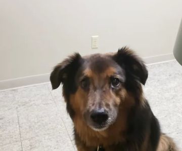 Birch Lake Animal Hospital
