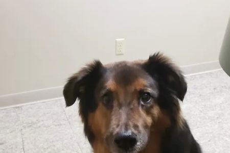 Birch Lake Animal Hospital