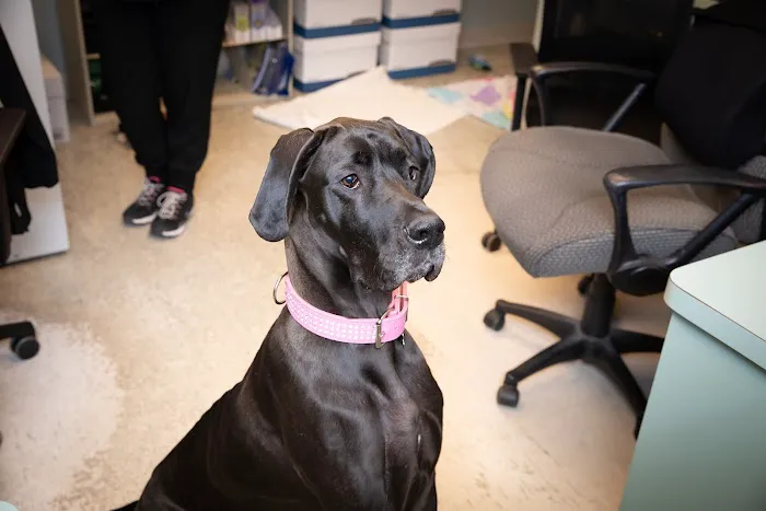 Birch Lake Animal Hospital 12