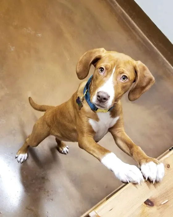 Rice Creek Animal Hospital 12