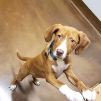 Rice Creek Animal Hospital ico