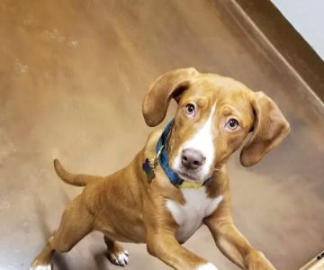 Rice Creek Animal Hospital